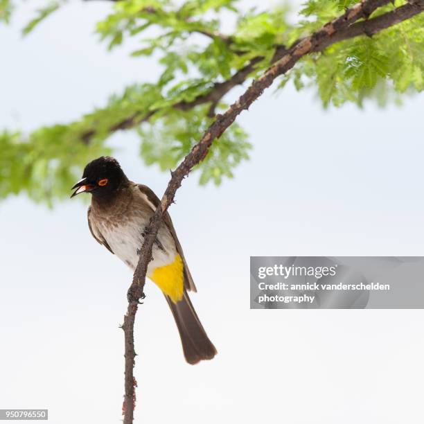 african red-eyed bulbul. - bulbuls stock pictures, royalty-free photos & images