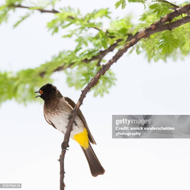 african red-eyed bulbul. - bulbuls stock pictures, royalty-free photos & images