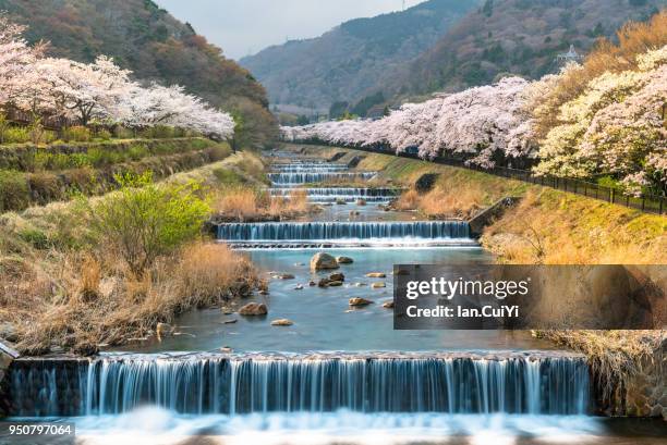 cherry blossom lined river in hakone, japan. springtime in april in hakone, japan. (day) - kanagawa prefecture stock pictures, royalty-free photos & images