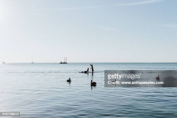 silhouette of two locals on a paddle board - caye caulker, belize - the cayes stock pictures, royalty-free photos & images