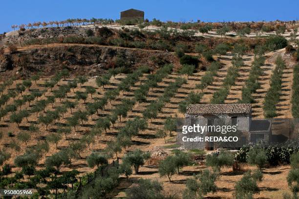 Olive grove on the outskirts of Agrigento. Sicily. Italy.