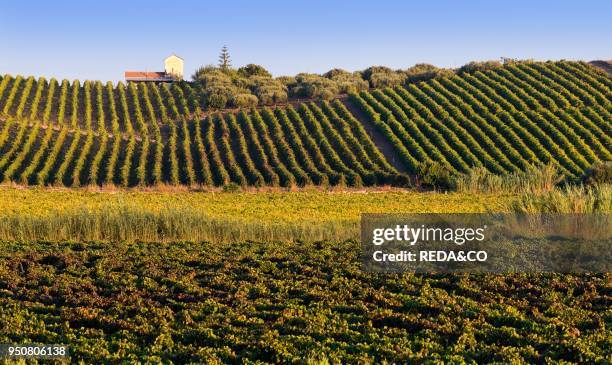 Planeta wineries. Sambuca di Sicilia. Wine Estate dell'Ulmo. Sicily. Italy. Europe.