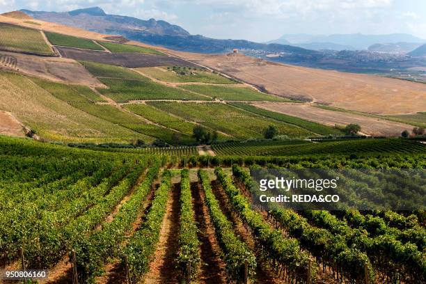 Planeta wineries. Sambuca di Sicilia. Wine Estate dell'Ulmo. Sicily. Italy. Europe.