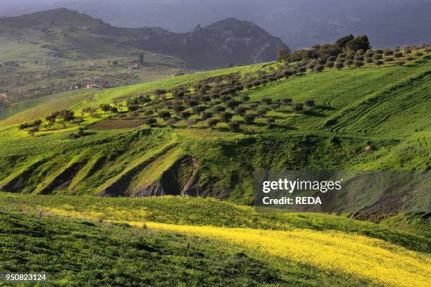 Countryside near Contrada Muxarello village, Agrigento province, Sicily, Italy, Europe.