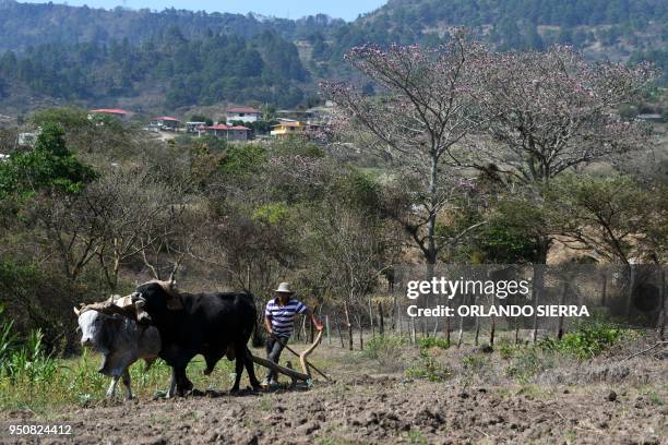 Ploughman Carlos Acosta works in a field with a yoke of oxen at the village of San Jose de Soroguara, 20 kilometres north of Tegucigalpa, on April...