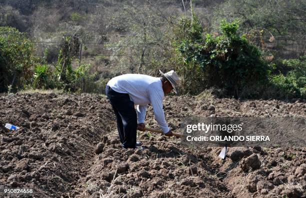 Jose Romero works in a field at the village of San Jose de Soroguara, 20 kilometres north of Tegucigalpa, on April 16, 2018.