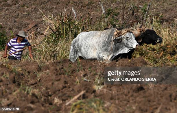 Ploughman Carlos Acosta works in a field with a yoke of oxen at the village of San Jose de Soroguara, 20 kilometres north of Tegucigalpa, on April...