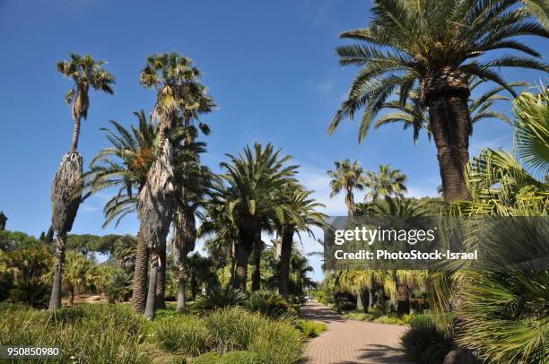 ramat hanadiv gardens - rothschild family stock pictures, royalty-free photos & images