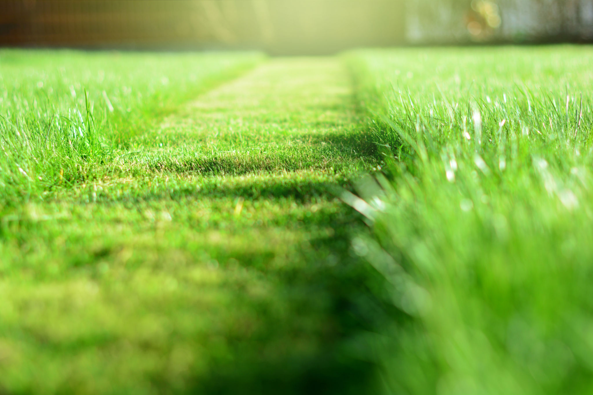 grass cutting height