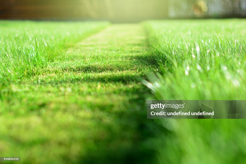 Mowing the lawn. A perspective of green grass cut strip. Selective focus