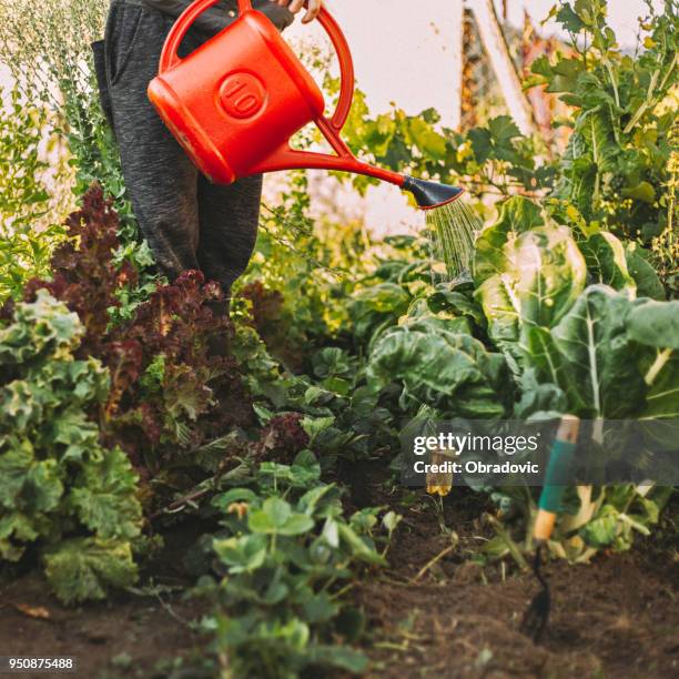 watering plants in the garden - garden square stock pictures, royalty-free photos & images