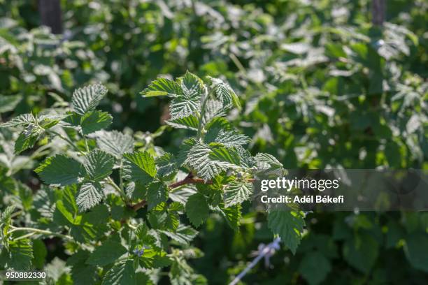 raspberry leaves (rubus idaeus) - raspberry plant stock pictures, royalty-free photos & images