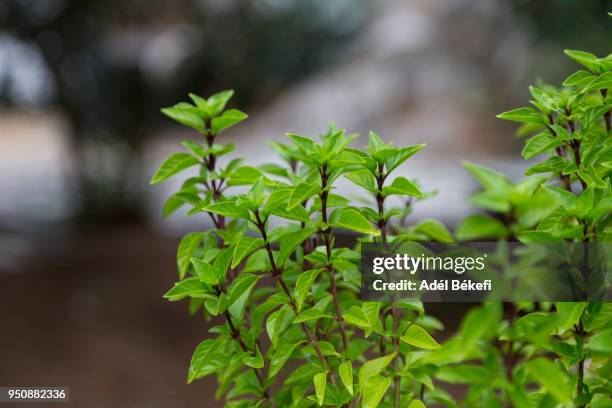 basils - peppermint geranium stock pictures, royalty-free photos & images