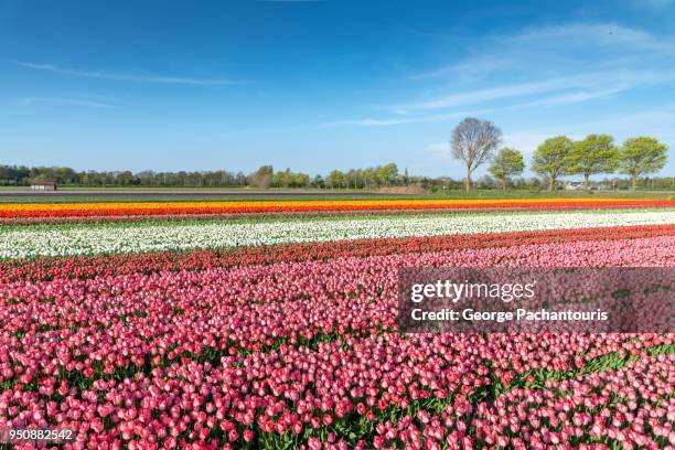 tulip fields - lisse stock pictures, royalty-free photos & images