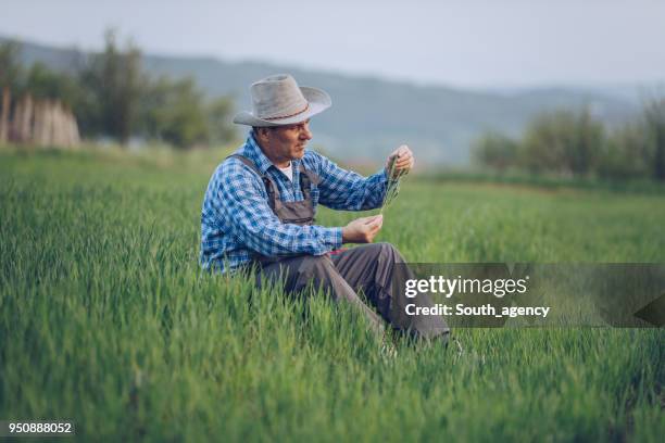 bauer sitzt im weizenfeld - stroh stock-fotos und bilder