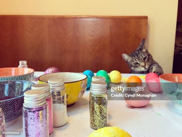 cat trying to catch easter eggs - hand poking stock pictures, royalty-free photos & images