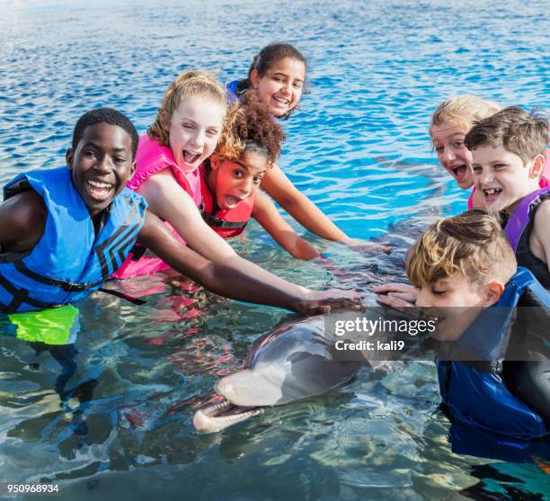 children in water interacting with dolphin - dolphins communicating stock pictures, royalty-free photos & images