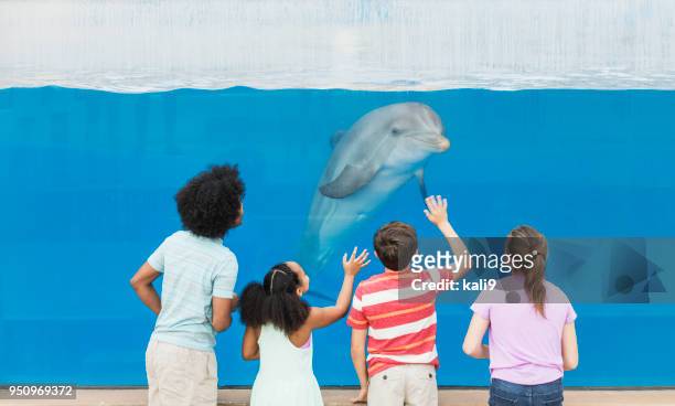 cuatro niños viendo delfines a través de la ventana submarina - animales en cautiverio fotografías e imágenes de stock