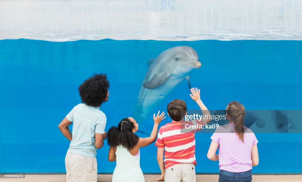 Four children watching dolphin thru underwater window