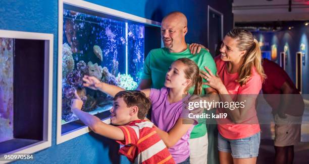 family at aquarium watching saltwater fish tank - looking at fish tank stock pictures, royalty-free photos & images