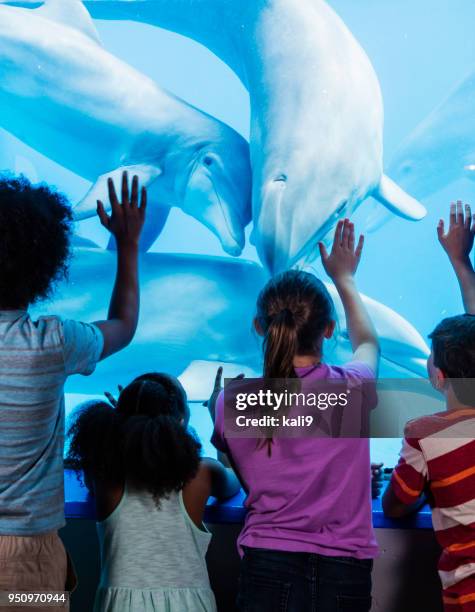 multi-etnische kinderen in het aquarium kijken naar dolfijnen - dolphin stockfoto's en -beelden