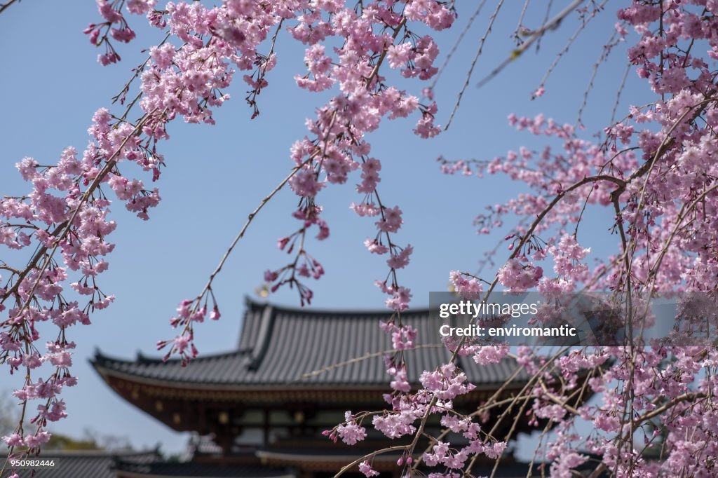 The ancient Byodo-in temple in Kyoto, Japan, viewed through beautiful pink blossoming sakura (cherry blossom) trees during springtime.