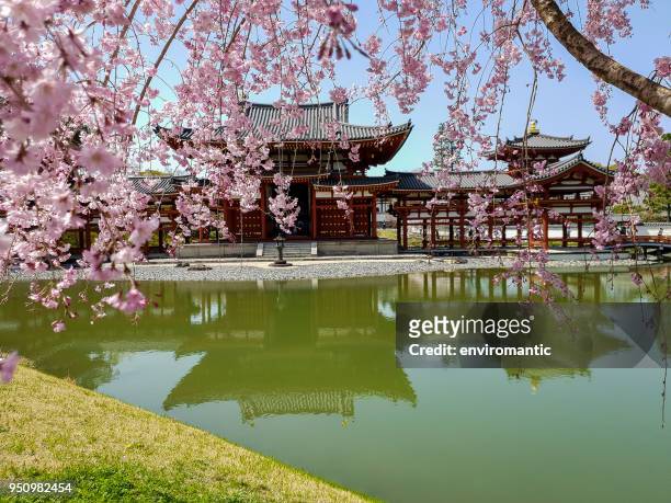 the ancient byodo-in temple in kyoto, japan, viewed through beautiful pink blossoming sakura (cherry blossom) trees during springtime. - byodo in temple kyoto stock pictures, royalty-free photos & images