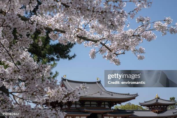 the ancient byodo-in temple in kyoto, japan, viewed through beautiful pink blossoming sakura (cherry blossom) trees during springtime. - byodo in temple kyoto stock pictures, royalty-free photos & images