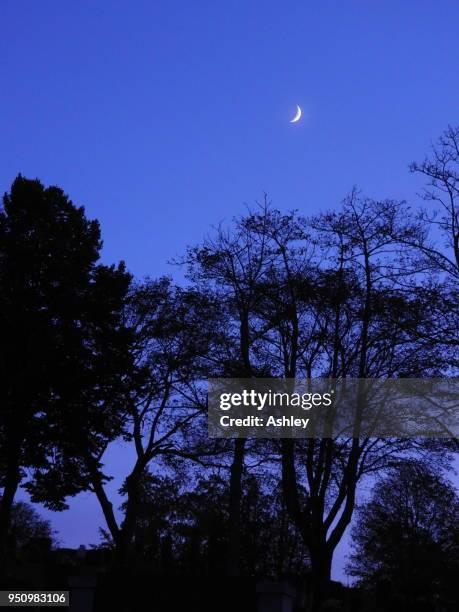 crescent moon against a blue sky with silhouetted trees in the foreground - 凸月 ストックフォトと画像
