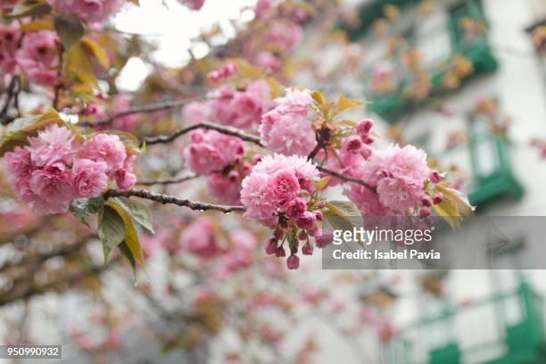 cherry blossom with beautiful bokeh - hondarribia stock-fotos und bilder