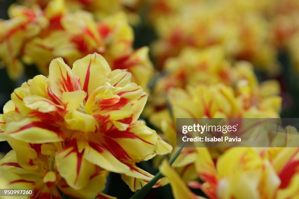 yellow flowers in a garden - isabel pavia stock pictures, royalty-free photos & images