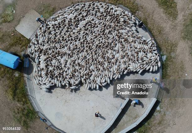 Drone photo shows the herd of sheep gathering at a pasture after shearing process and being washed to keep them cool and for their growing, at...