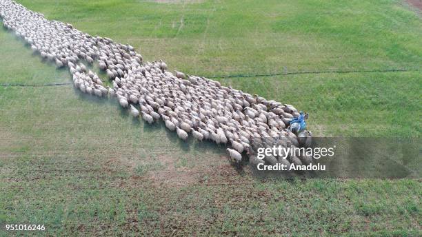 Drone photo shows the herd of sheep gathering at a pasture after shearing process and being washed to keep them cool and for their growing, at...