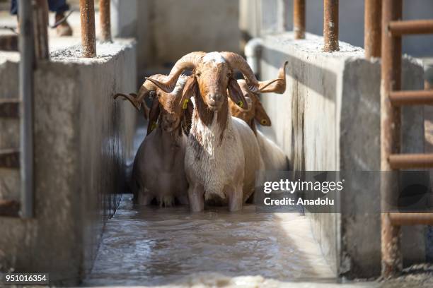 Sheep Washing Photos and Premium High Res Pictures - Getty Images