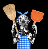 Dalmatian dog holds broom and scoop in paws. Isolated on black