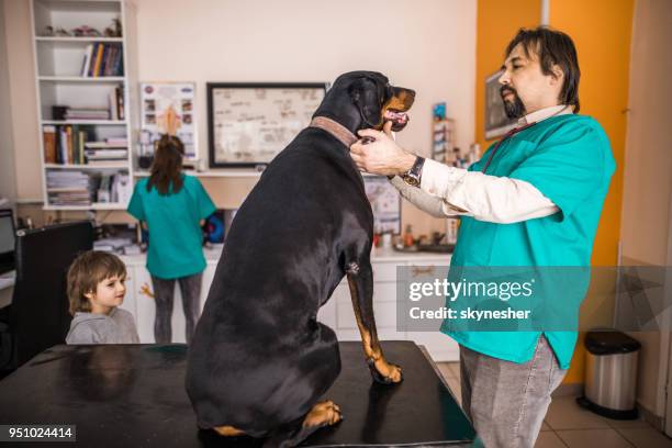 male veterinarian having a medical exam with a doberman at animal hospital. - white doberman pinscher stock pictures, royalty-free photos & images