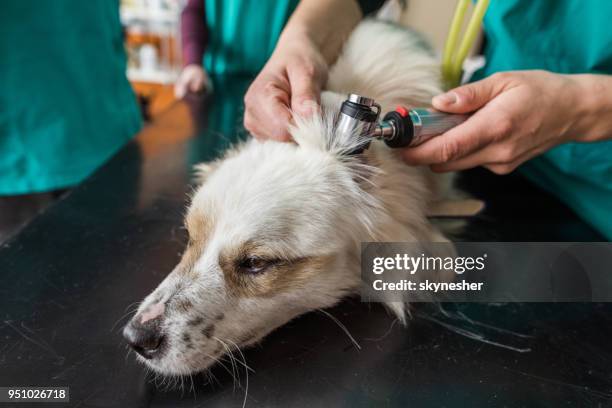 nahaufnahme des tierarztes eselsohr während ärztliche untersuchung beim tierarzt büro untersucht. - ear exam stock-fotos und bilder
