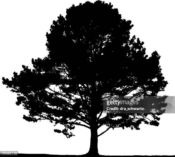 pine tree, vector - maple tree stock illustrations