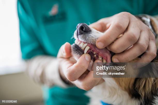 close up of examining dog's dental health at vet's office. - animal teeth stock pictures, royalty-free photos & images