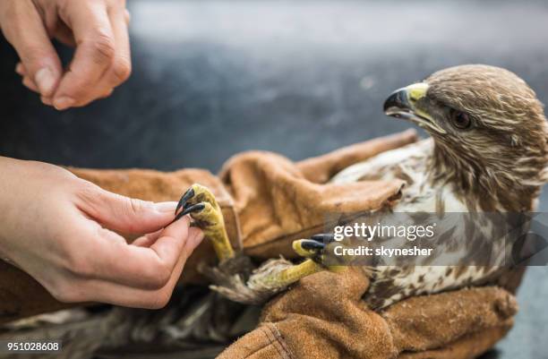 close up of veterinarian having a medical exam on a falcon at animal hospital. - birds of prey stock pictures, royalty-free photos & images