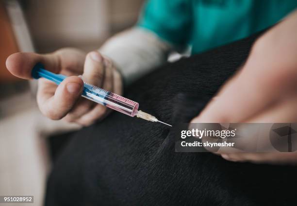 close up of vaccinating an animal at vet's office. - antibiotic injection stock pictures, royalty-free photos & images