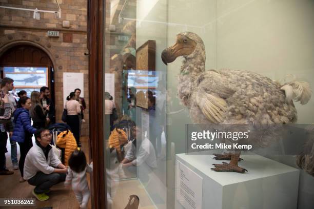 Birds exhibition room at the Natural History Museum in London, England, United Kingdom. The museum exhibits a vast range of specimens from various...