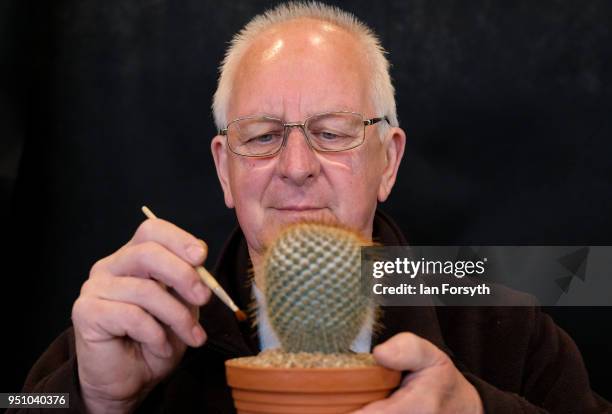 Henry Barber from Pontefract brushes his Cacti as he prepares his display during staging day for the Harrogate Spring Flower Show on April 25, 2018...