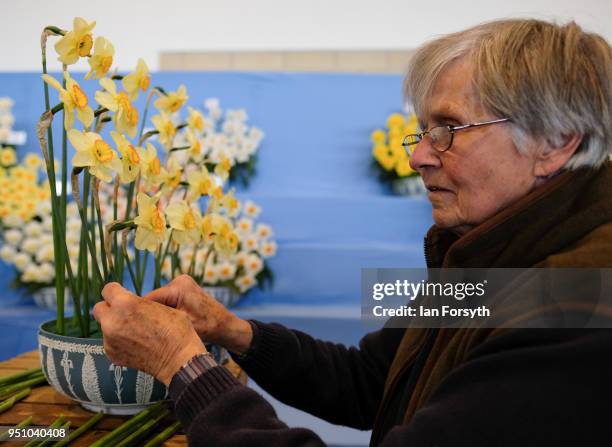 Rosemary Walker arranges a display of daffodils during staging day for the Harrogate Spring Flower Show on April 25, 2018 in Harrogate, England....