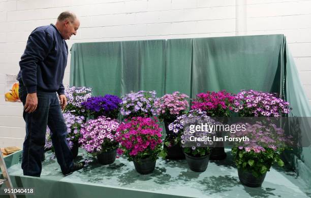 Chris Spanton from Norfolk makes final preparations to his display of Senetti during staging day for the Harrogate Spring Flower Show on April 25,...