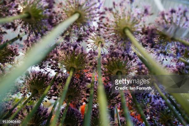 Allium's are arranged on display during staging day for the Harrogate Spring Flower Show on April 25, 2018 in Harrogate, England. Organised by the...