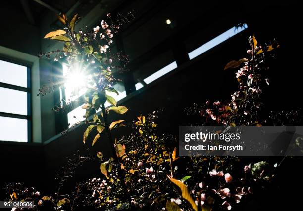 Prunusm Padus Colorata is backlit by morning sunlight on display during staging day for the Harrogate Spring Flower Show on April 25, 2018 in...