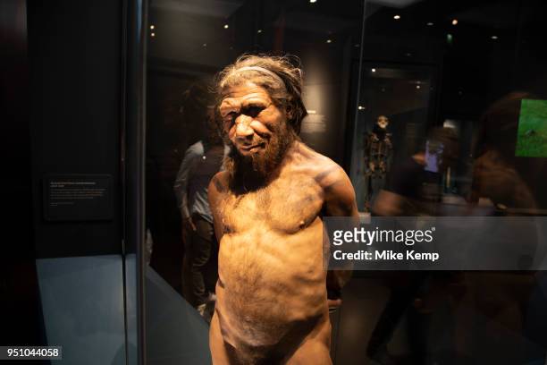 Neanderthal man at the human evolution exhibit at the Natural History Museum in London, England, United Kingdom. The museum exhibits a vast range of...