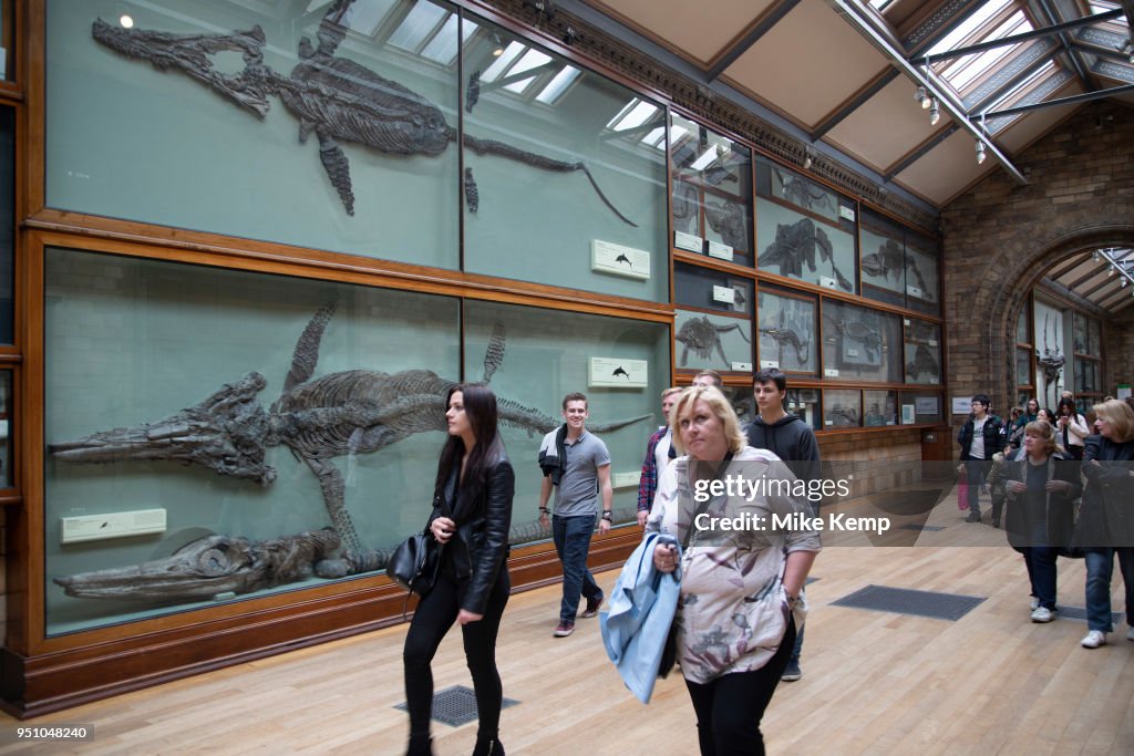 Ichthyosaur Fossils At The Natural History Museum In London England ichthyosaur-fossils-at-the-natural-history-museum-in-london-england