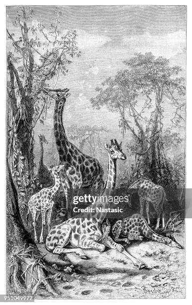giraffes in natural environment - giraffe white background stock illustrations